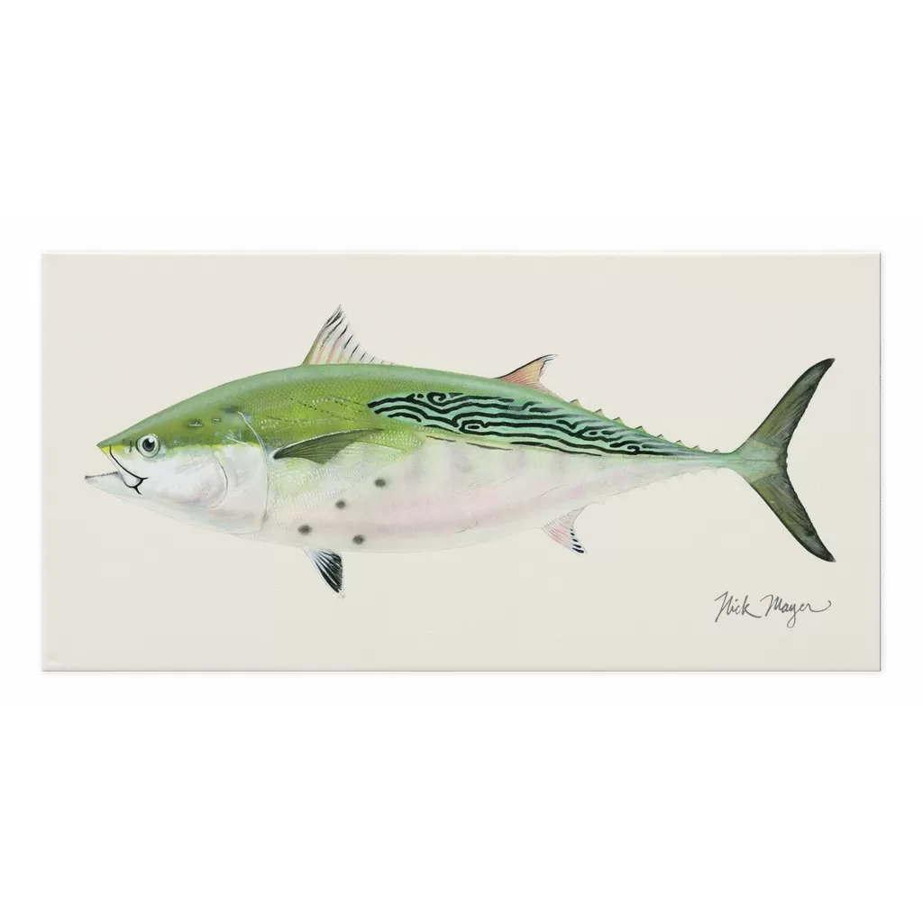 False Albacore 4 Canvas Print