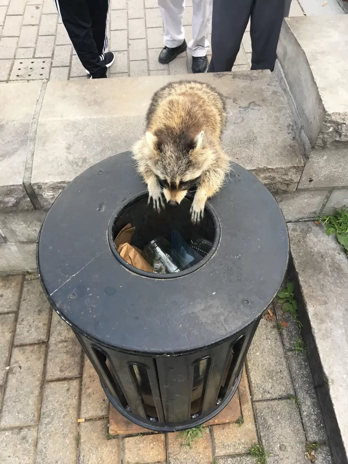 raccoon vinyl sticker, funny trash panda sticker, raccoon in a trashcan, Philadelphia souvenir, philly pretzel sticker